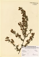 藏品(芒柄花)的圖片